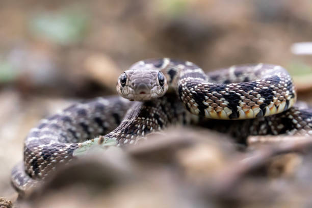 istock Close Up Wild Snake in the Countryside 1464956929