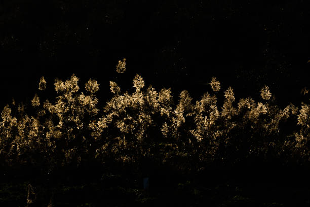 istock Natural Landscape at Night 1464956954