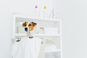 Photo of jack russel terrier in laundry basket with towels, white washing room with console. Domestic atmosphere. Laundry room and pet in it