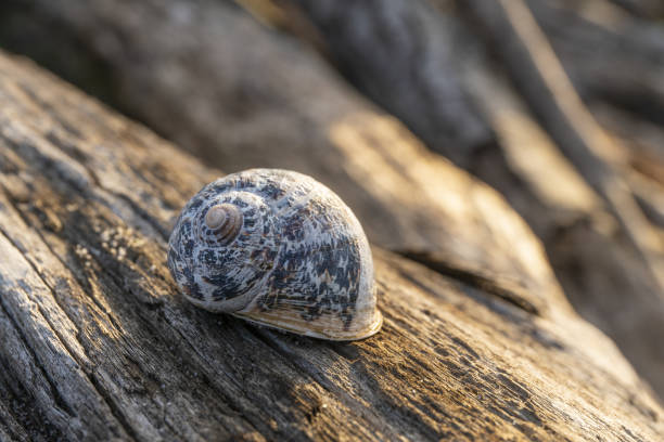 A closeup shot of a snail