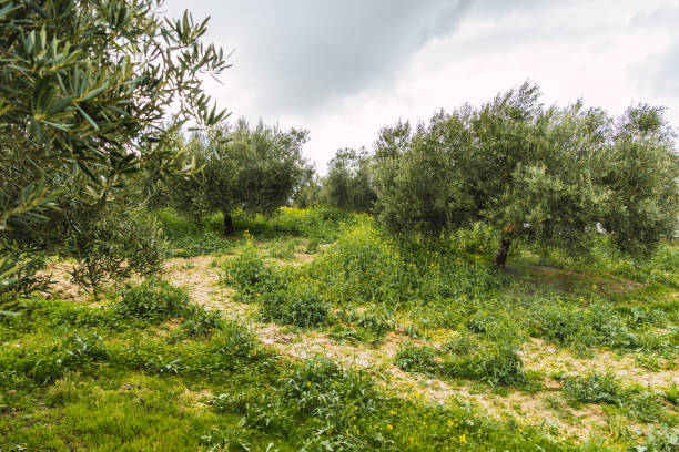 istock Beautiful Countryside During Sunny Day 1464958364