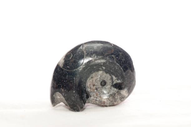 istock goniatite cephalopod fossil 1464959329