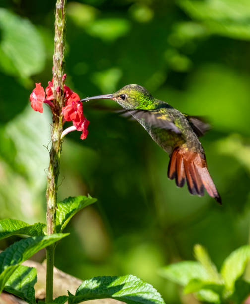 istock Rufous tailed hummingbird feeding in Costa Rica 1464960006