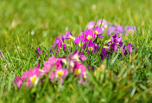 A closeup shot of beautiful purple primula flowers in a field