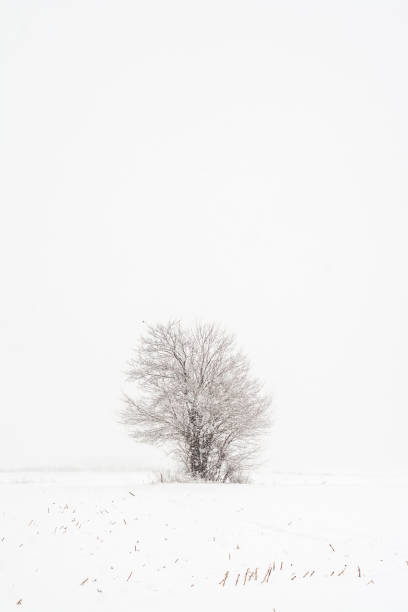 istock Vertical shot of a snowy field with a tree 1464960325