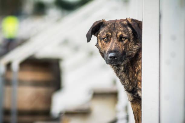 istock Closeup shot of a beautiful brown patterned dog 1464960358