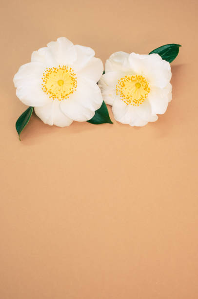 istock Vertical shot of artificial white flowers on a brown background 1464960568