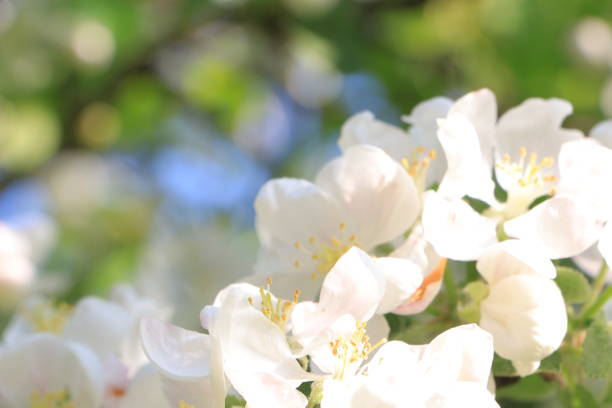 istock White flowers on an apple tree. Clouse up. Selective focus. Copy space 1464960785