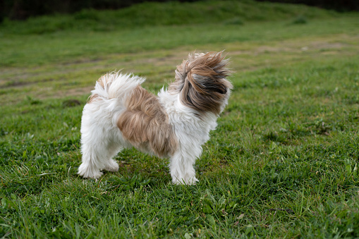 A cute adorable Shih Tzu dog standing with windy hair on  grassland and waiting for someone