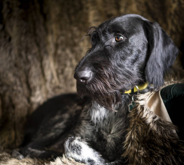 dog sitting on a chair covered with fur looking to the side Hunting dog German Wirehaired Pointer (Deutsch Drahthaar) sitting on a chair covered with fur looking to the side deutsch drahthaar stock pictures, royalty-free photos & images