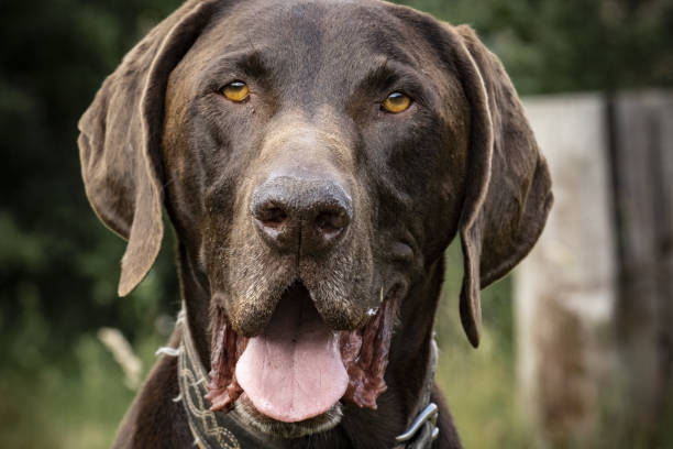 istock Dog German Shorthaired Pointer (Deutsch Kurzhaar) portrait 1464966741