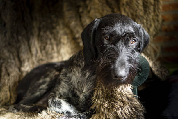 dog sitting on a chair covered with fur Hunting dog German Wirehaired Pointer (Deutsch Drahthaar) sitting on a chair covered with fur deutsch drahthaar stock pictures, royalty-free photos & images