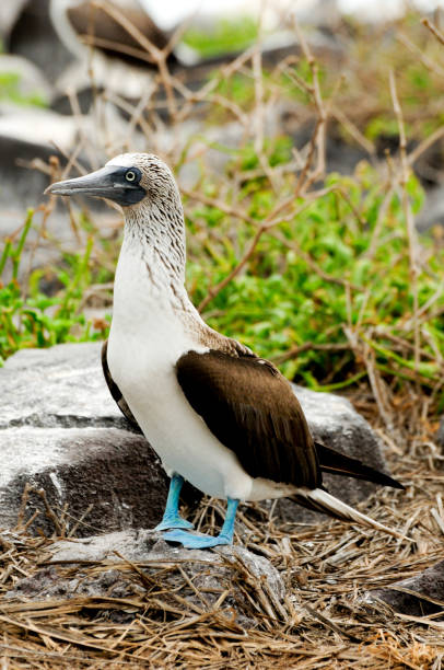 istock blue footed boobie bird 1464966957