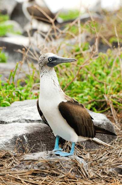 istock blue footed boobie bird 1464966958