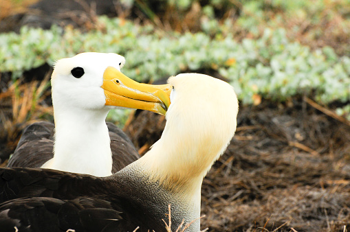 yellow headed waved albatross native to the galapagos islands