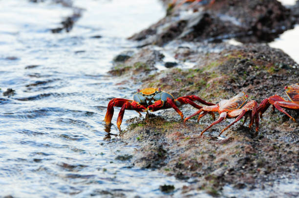 istock Sally Lightfoot galapagos island crabs 1464966994