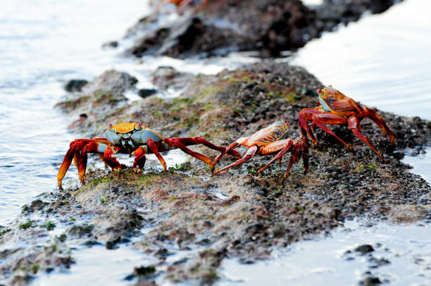 istock Sally Lightfoot galapagos island crabs 1464966996