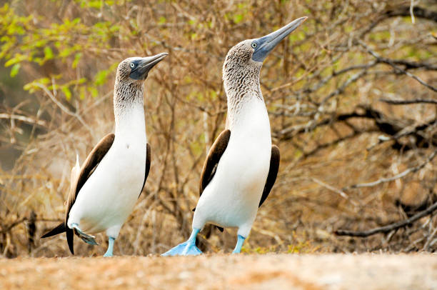 istock blue footed boobie bird 1464967000