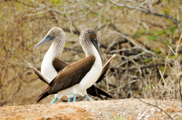 istock blue footed boobie bird 1464967008