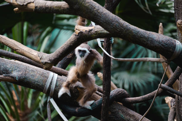 istock Closeup shot of a monkey on the tree branches in the jungle 1464967122