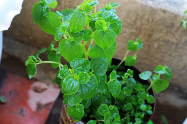 istock Shot of basil plant in a pot 1464967402