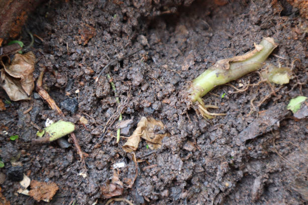 istock Soil Dry int Thailand 1464967404