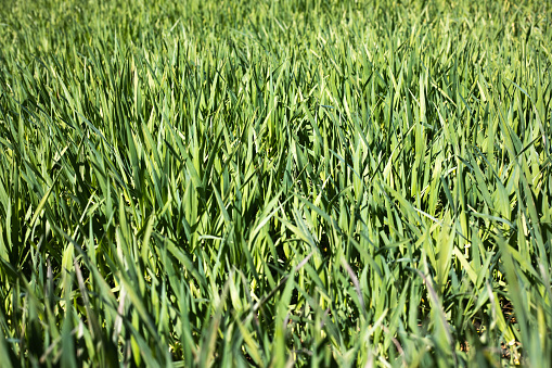 A closeup of the grass in a field under the sunlight with a blurry background