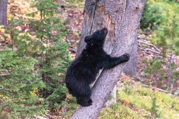 istock Young grizzly bear climbing a tree in the forest 1464967580