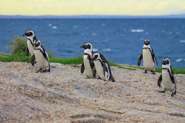 istock Selective focus shot of black and white penguins on the beach 1464967785