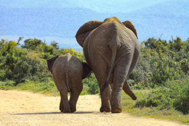 istock African Elephant and baby walking through the open field 1464967793