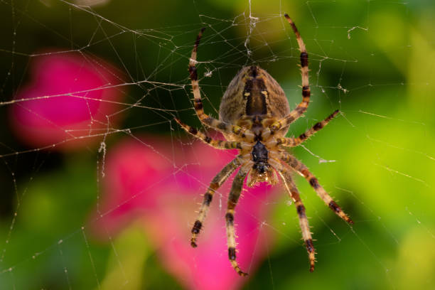 istock Closeup shot of a spider in a web on a blurred background 1464967807