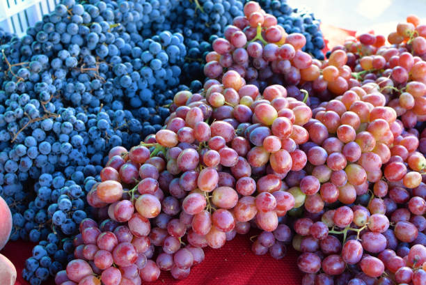 istock Harvested clusters of blue and red grapes 1464967889