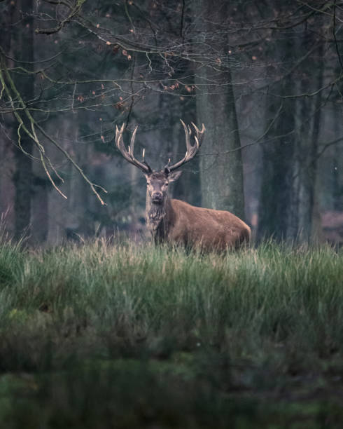 istock Closeup shot of a deer in the forest 1464968069