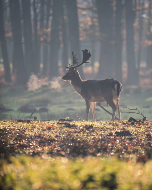 istock Closeup shot of a deer in the forest 1464968074