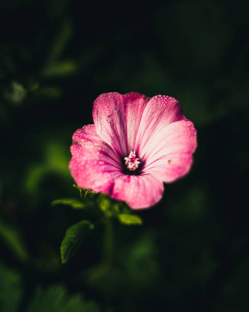 istock Closeup shot of hollyhocks 1464968089