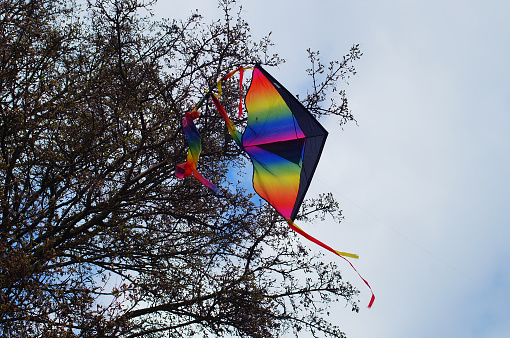 A kite caught in a tree. Apparently abandoned, he offers a colorful wind chime.