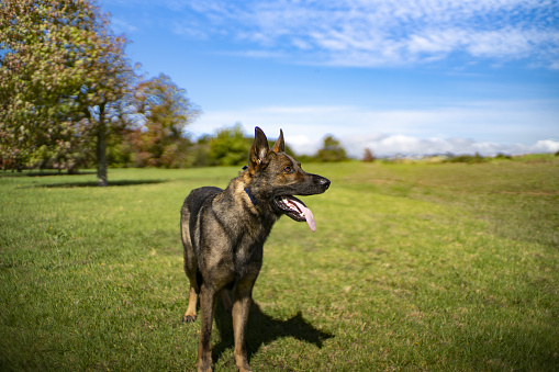 A German shepherd stands with his mouth open on a grass field with trees and a blue sky with a few clouds in the background.