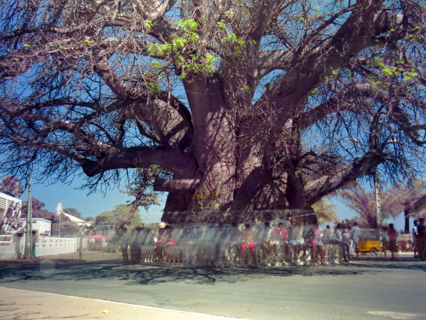 Long exposure of a baobab tree with people sitting around it. The long exposure blurs out any recognisable person, yet the tree is still.