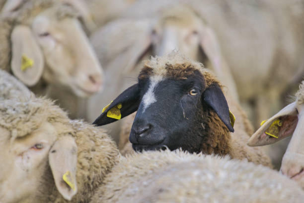 istock Earmarked black-faced sheep in the flock looking at the camera 1464969342