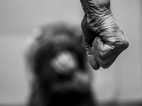 A monochrome closeup shot of a man's clenched fist over cowering women, domestic violence concept