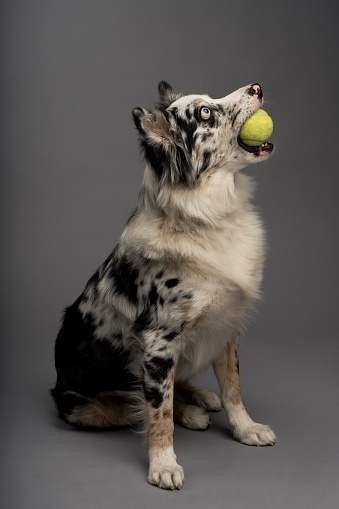 A vertical portrait of an Australian collie with a tennis ball isolated on a gray background