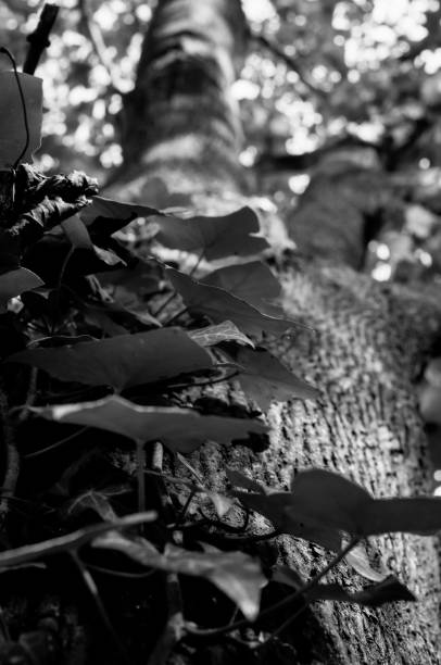 istock Vertical grayscale shot of leaves on a tree trunk during daylight 1464970527