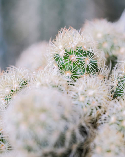 istock Closeup shot of a sharp cactus 1464970572
