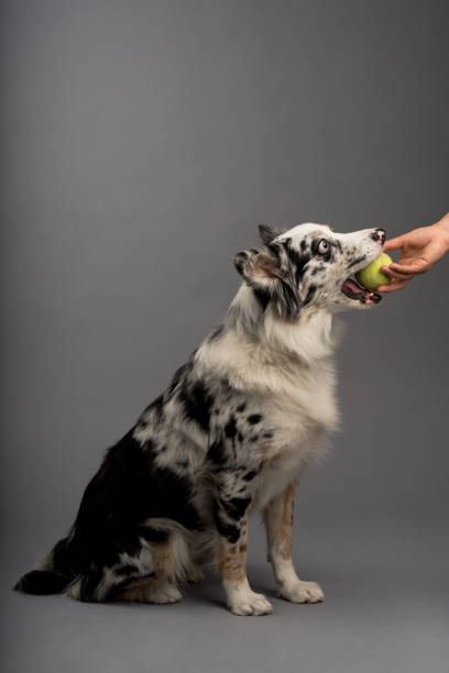 istock Border collie taking a ball - dog training 1464970818