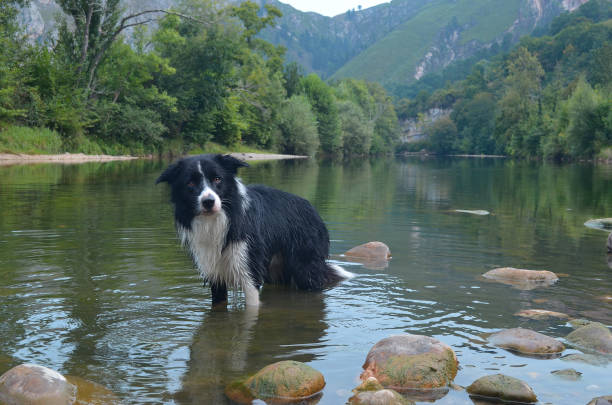 istock Border collie standing on the lake 1464971119