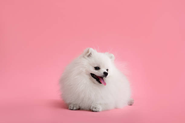 istock Dog breed pomeranian spitz funny sits on a pink background 1464971768