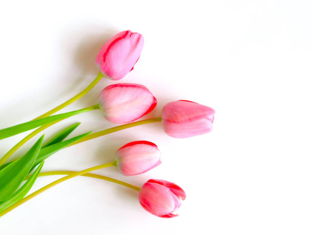 istock red tulips in the room. 1464971892