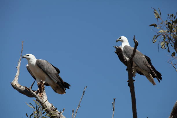 Sea eagles in a tree stock photo