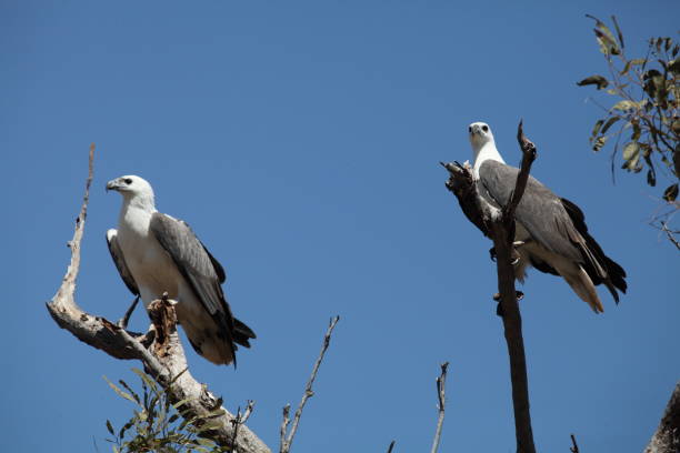 Sea eagles in a tree stock photo