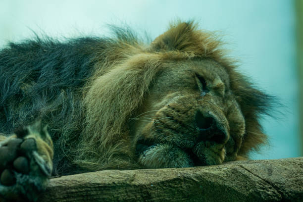 istock Closeup shot of a lion sleeping on a rock 1464972894
